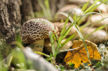 mushrooms under a tree in the Park