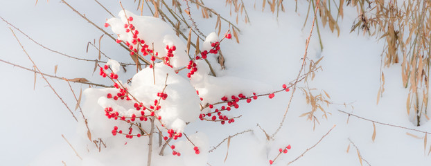 Wnter snow background with red berries