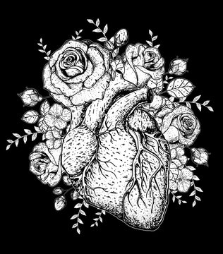 Heart and rose flower hand drawn sketch. Vintage vector illustration. Anatomical heart. Isolated black and white heart illustration. Engraved style.
