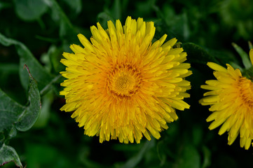 close up on spring flower dandelion in sweden