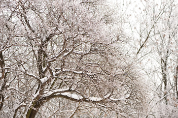 Trees and branches covered by snow and hoarfrost in a city park in the morning.