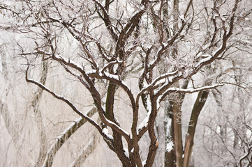 Trees and branches covered by snow and hoarfrost in a city park in the morning.