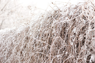 Thickets of wild grapes are covered with hoarfrost and snow.