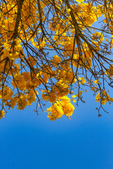 Handroanthus chrysotrichus, synonym Tabebuia chrysotricha, commonly known as the golden trumpet tree, is a tree from Brazil.