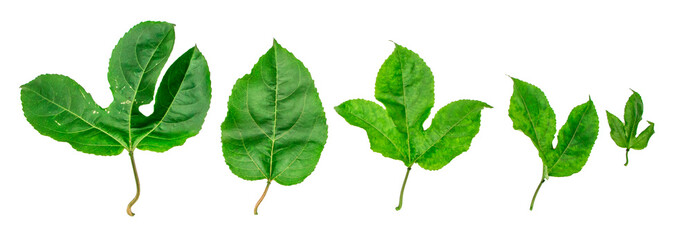 Different tropical leaves on white background