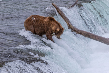 Bären am Brooks River