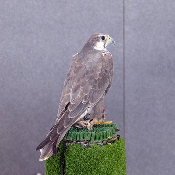Falco Biarmicus Lanario