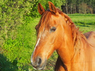 Obraz premium Portrait of one brown horse in a green field