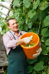 Man  horticulturist in apron and gloves picking  marrows to bucket in  garden