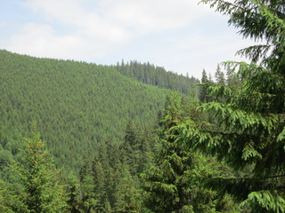 Spruce tree crowns