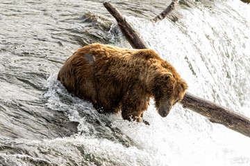 Bären am Brooks River