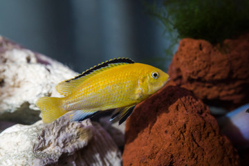 Electric yellow cichlid  (Labidochromis caeruleus)