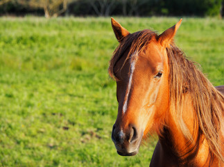 Obraz premium View of one brown horse in a green field