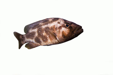 Livingston Cichlid (Nimbochromis livingstoni)