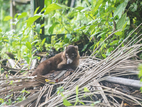 White Nosed Coati Rests Over Dry Palm Leaves