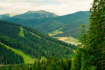 Fototapeta premium Ski slope in the summer in the Carpathians