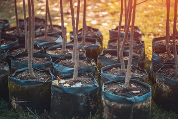 reforestation set of young trees trunks in pots