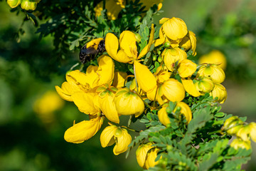 Xylocopa pubescens carpenter bee foraging for nectar on yellow flowers, Entebbe, Uganda