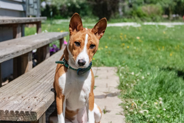 The Basenji dog sitting next to the stairs on hot summer day