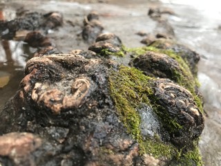 An old tree with moss on its bark .