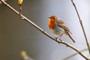 European Robin (Erithacus Rubecula) sitting on a branch