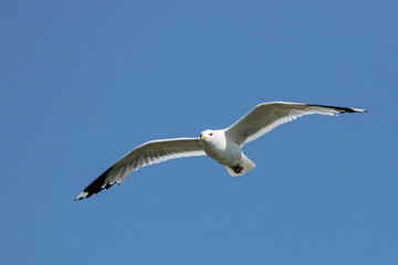 Common gull larus canus in flight under blue sky. Cute elegant white waterbird in wildlife.
