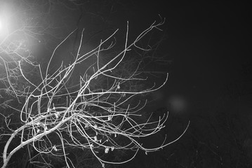White tree branches on a black background