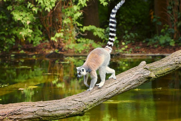 Ring-tailed lemur, Lemur catta, a strepsirrhine primate, with a protruding muzzle and a wet nose. Animals in wildlife