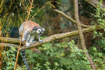 Ring Tailed Lemur, Lemur Catta, a strepsirrhini primate with an extremely long, heavily furred tail, covered with black and white rings. Animals in wildlife
