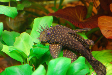 Fototapeta na wymiar Fish Ancistrus Ancistrus dolichopterus in a home freshwater aquarium