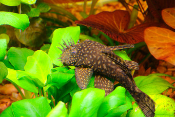 Fish Ancistrus Ancistrus dolichopterus in a home freshwater aquarium