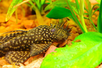 Fish Ancistrus Ancistrus dolichopterus in a home freshwater aquarium