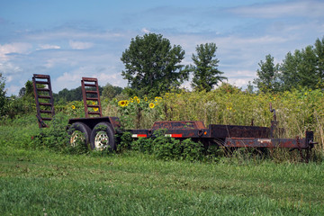 Obraz premium Old piece of farm equipment in front of a dwindling field of sunflowers