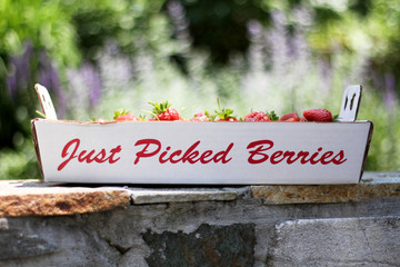 Just Picked Berries - 308123923