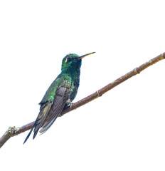 Cuban Emerald on White Background, Isolated