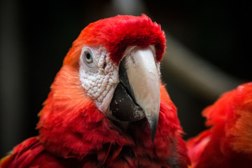 Macaw - Honduras