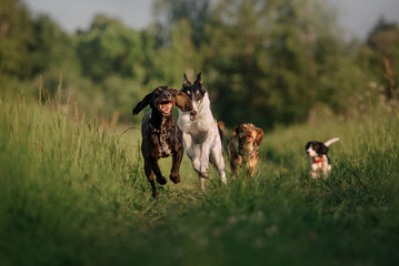 group of happy dogs running outdoors in summer