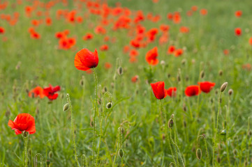 Summer field of poppies. Wild red flowers on the green meadow.