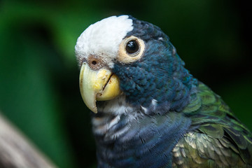 Bird Sanctuary - Honduras