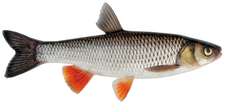 Freshwater fish isolated on white background closeup. Simply chub, European or common chub is a fish in the carp family Cyprinidae, type species: Squalius cephalus.