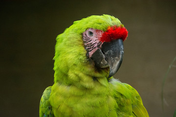 Parrot - Honduras