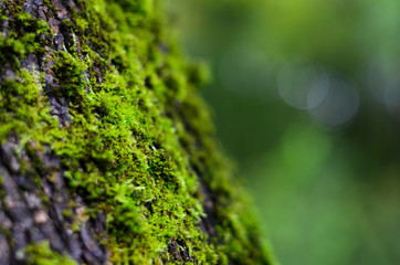 Obraz premium green moss