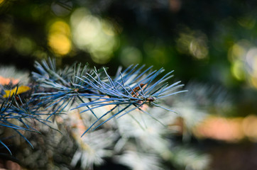 Naklejka na ściany i meble blue pine tree