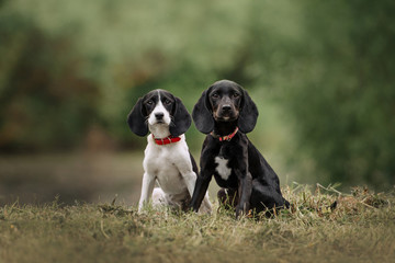 two pointer mix puppies sitting together outdoors in summer - obrazy, fototapety, plakaty
