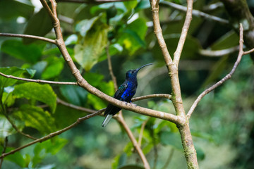 Humming Birds, Costa Rica