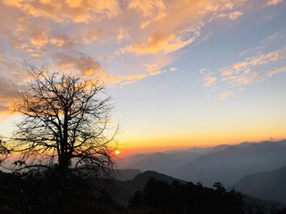 tree in the sunset