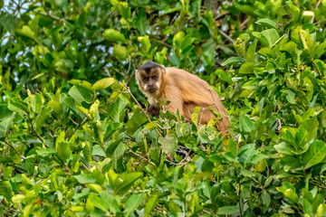 Brown Capuchin Monkey