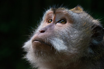 Monkey Forest Ubud Bali