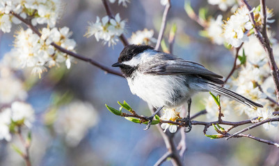 black capped chickadee perched among white blossems
