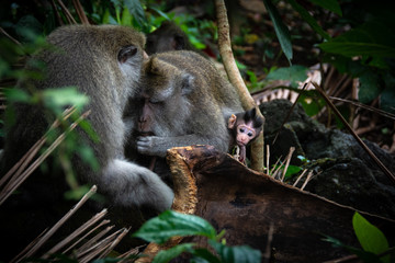 Monkey Forest Ubud Bali